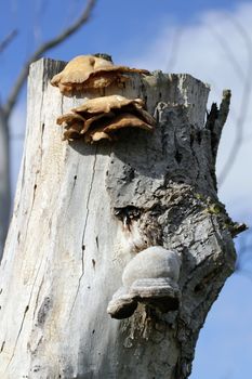 Polypore mushrooms on dead trunk and blue day