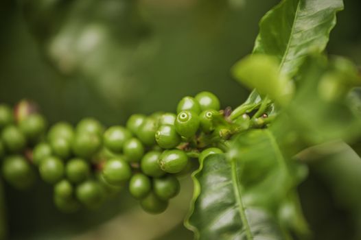 Immature green coffee on plants growing in Costa Rica,