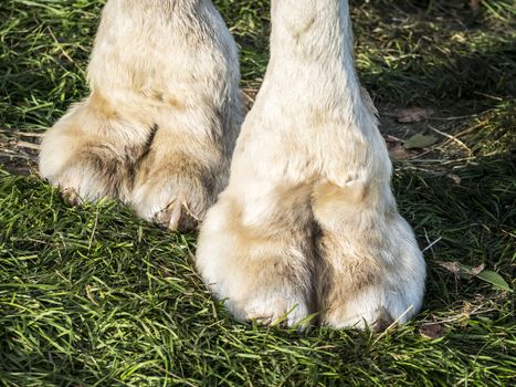 Picture of the feet of a camel on green grass