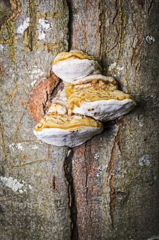 Tinder fungus at the tree in a forest in autumn