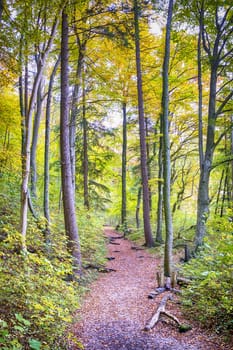 Trail with red foliage in a forest in autumn
