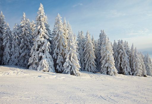 Snowy pine trees on a winter landscape