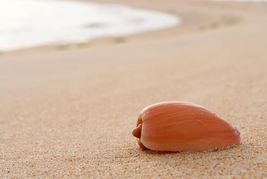 Sea shell detail in beach sand background                                                 