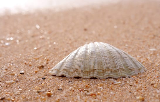 Sea shell detail in beach sand background