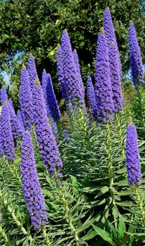 Echium Candicans in full bloom, flower patern detail