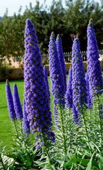 Echium Candicans in full bloom, flower patern detail