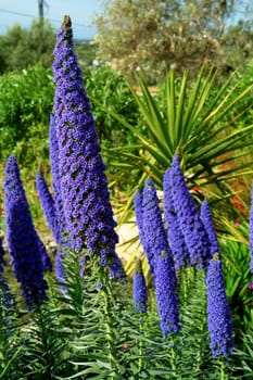 Echium Candicans in full bloom, flower patern detail