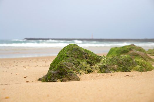 Moss on stone wall pattern in sea coast shore