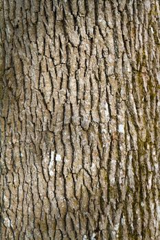 The bark of a tree is photographed as a vertical abstract in color. Nature background texture image.