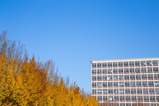 An abstract image of blue sky, a building, and some trees showing their fall color orange.