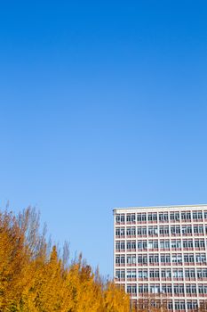 An abstract image of blue sky, a building, and some trees showing their fall color orange.