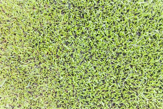fresh green grass