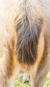 Closeup deer tail