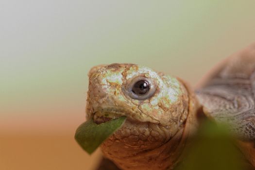 African Spurred Tortoise (Geochelone sulcata) isolated