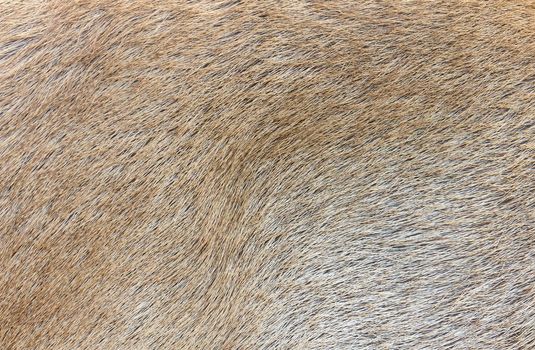 Deer skin texture