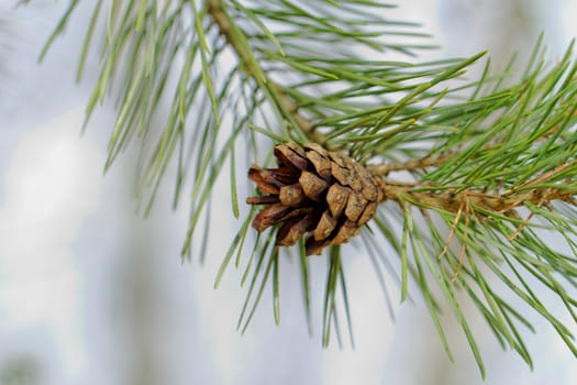 pine cone, on pine branch