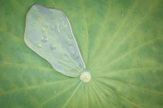 Drops of Water on Lotus Leaf