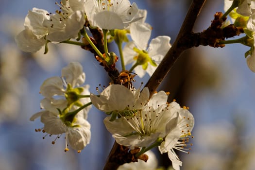 blossom tree with a bee pollination