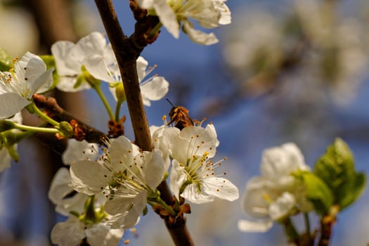 blossom tree with a bee pollination