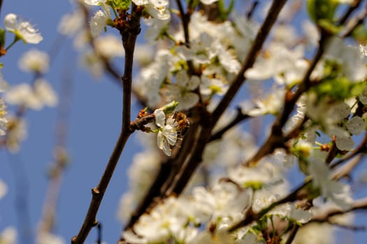 blossom tree with a bee pollination