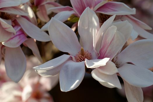 Spring Blossoms of a Magnolia tree