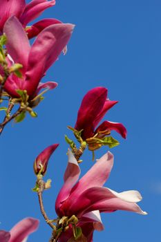 Spring Blossoms of a Magnolia tree