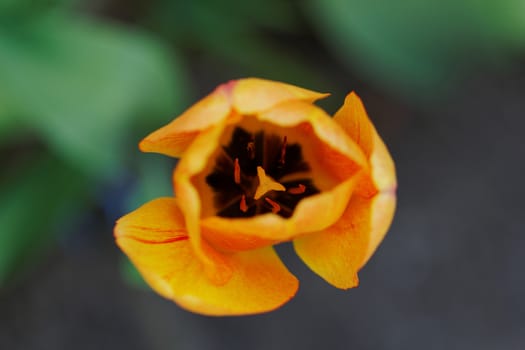 close up of yellow tulips with yellow edges on green background