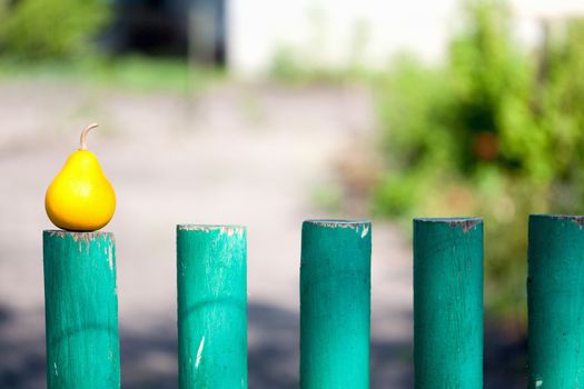 pear on a green wooden fence