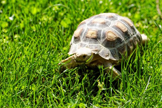 African Spurred Tortoise (Geochelone sulcata) in the garden