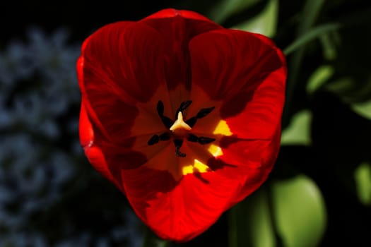 close up of yellow tulips with yellow edges on green background