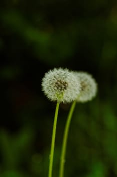 close-up of a dandelion flower