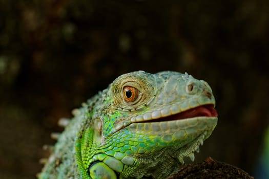 portrait about a green iguana on the tree