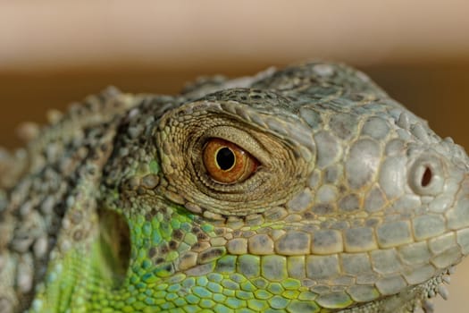macro of a fantastic green iguana eye