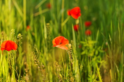 Huge red colored poppy field