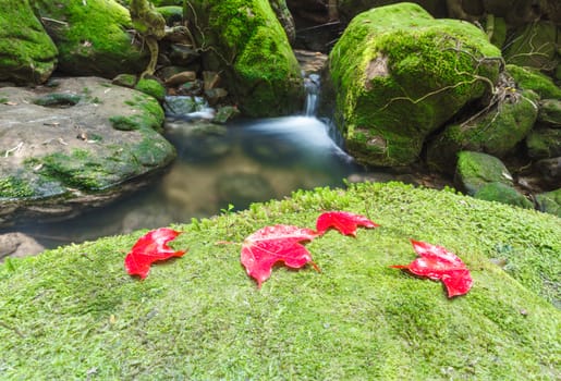 Maple leafs are fallen in a forest