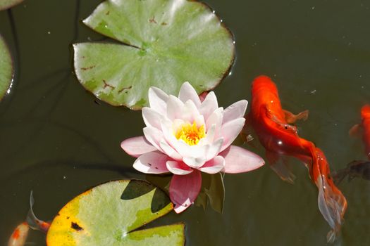 pink water lily in the lake with goldfish