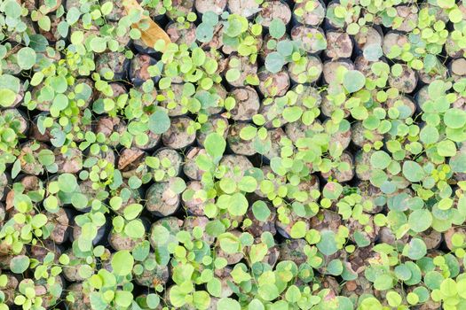 small green plants