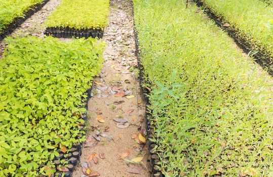 plant nursery