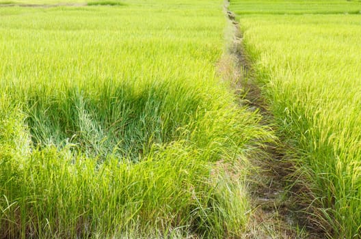 Path in Green field