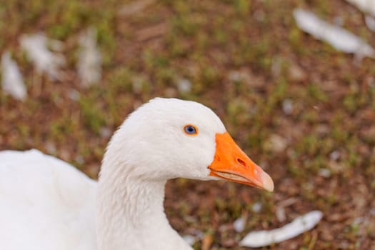 White geese with blue eyes, in farm