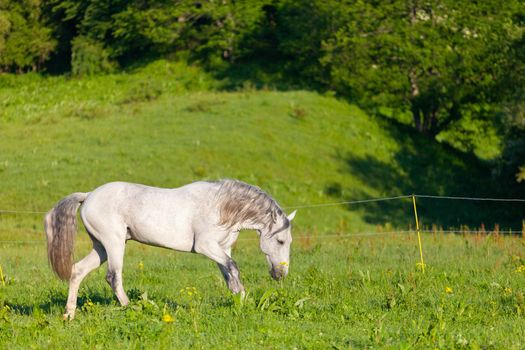 gray Arab horse is grazed on a green meadow