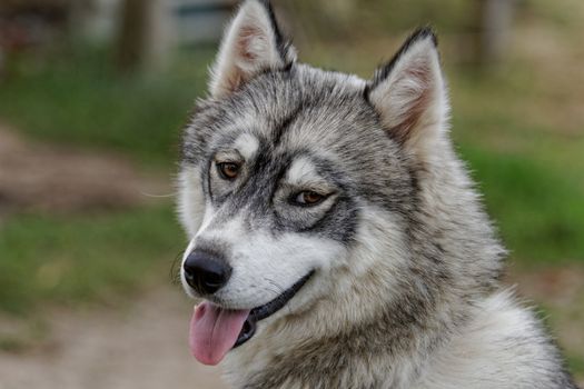 portrait of a beautiful husky dog with brown eyes