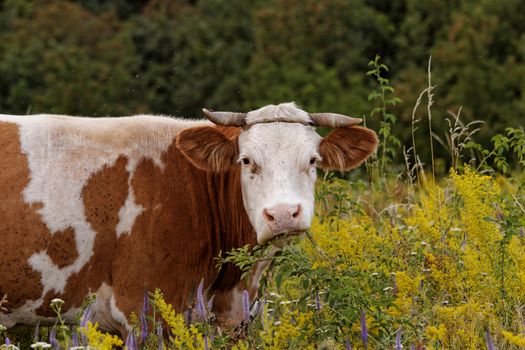 motley cow graze in a field (free range)