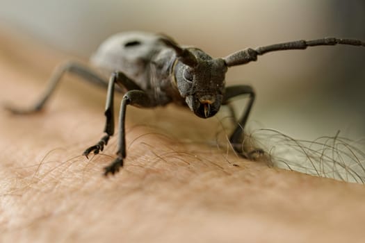 Macro portrait of the Capricorn Beetle on human arm (man's hand)