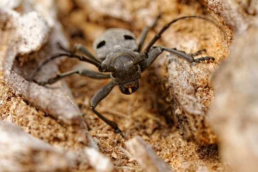 Macro portrait of the Capricorn Beetle in the nature