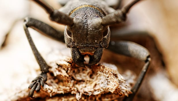 Macro portrait of the Capricorn Beetle in the nature
