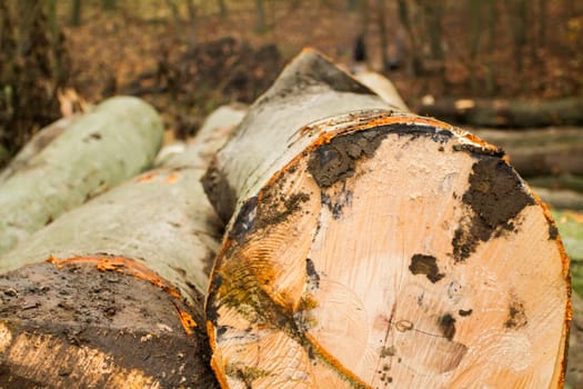 year rings of harvested wood