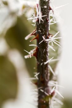 hoarfrosted rose thorn