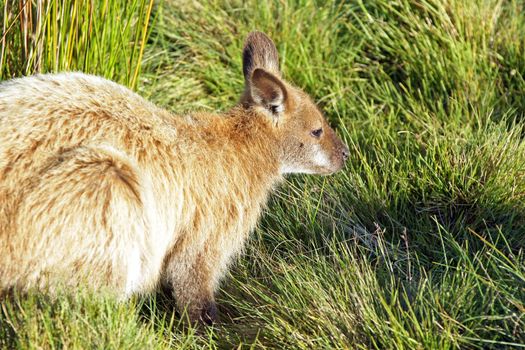 Bennett Wallaby, Cradle Mountain National Park, Tasmania, Australia