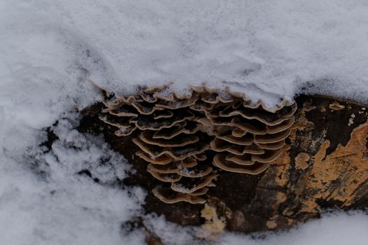 tinder fungus on the trunk of a snowy tree